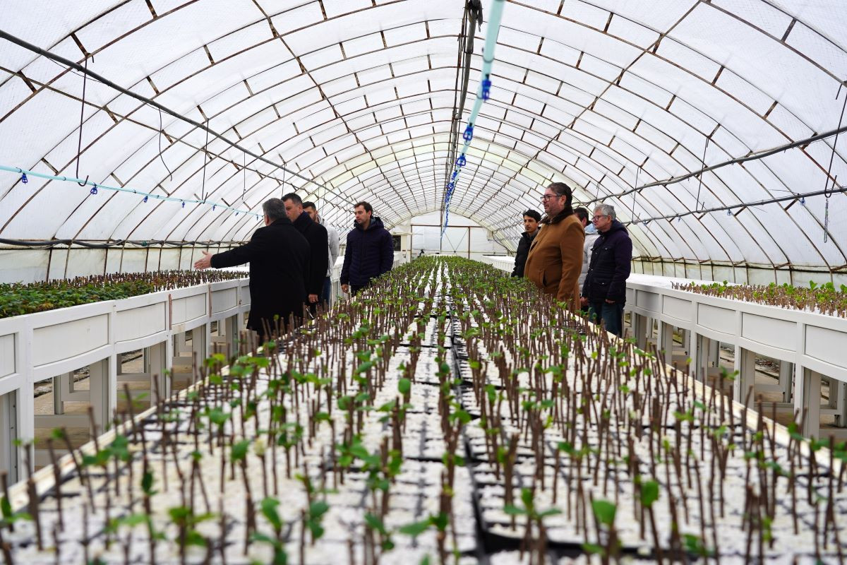 Çorlu'da sökülen ağaçlar yeniden toprakla buluşuyor